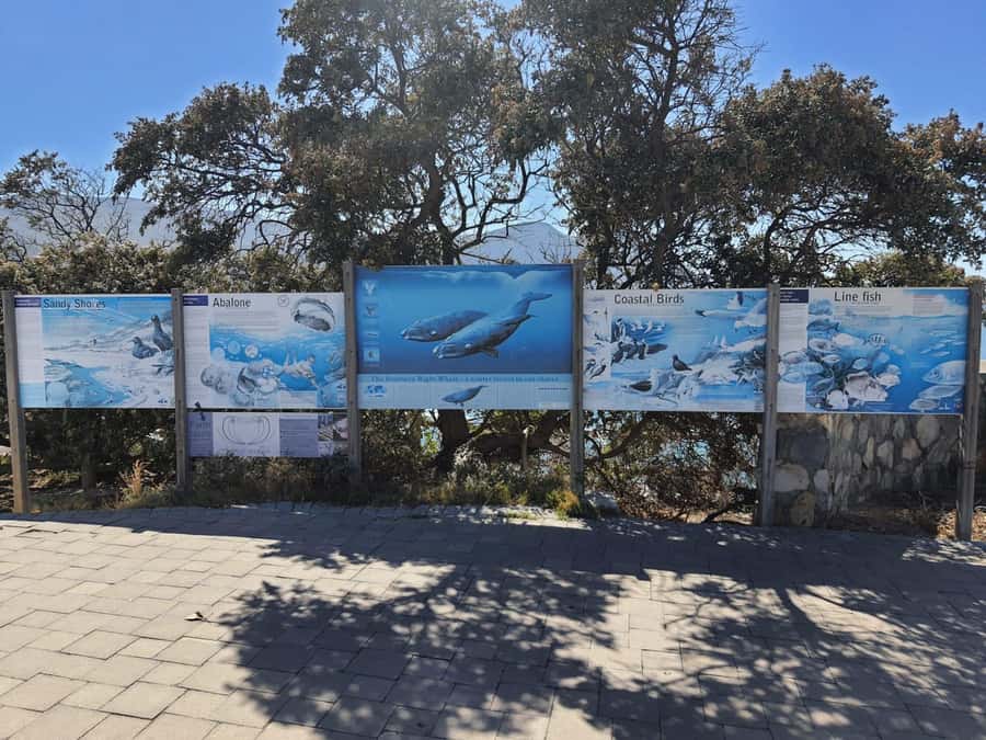 Cape Town: Hermanus Whale Watching Shared Boat & Penguins - What the 2 to 3 hour boat trip feels like