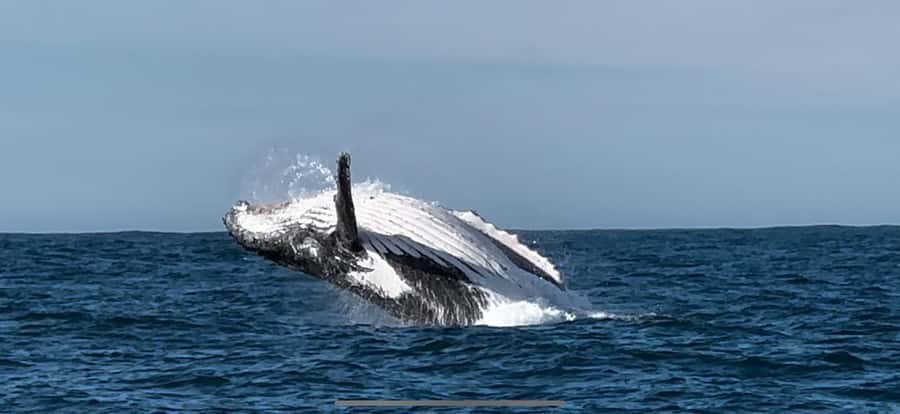 Cape Town: Hermanus Whale Watching Shared Boat & Penguins - The $246 price: good value for the right group