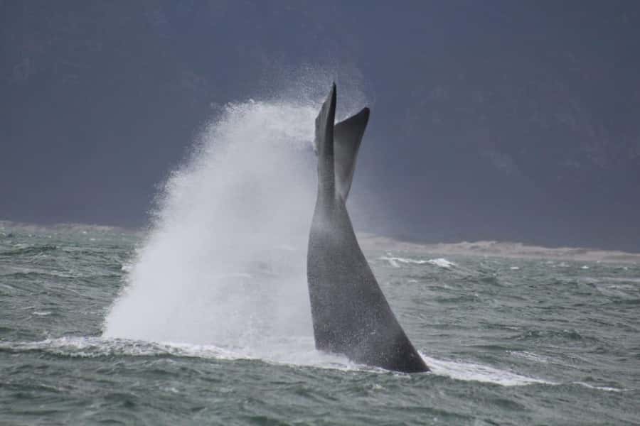 Cape Town: Hermanus Whale Watching Shared Boat & Penguins - A note about booking confidence