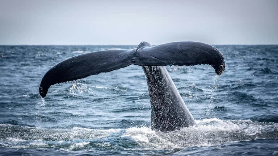 Cape Town: Hermanus Whale Watching Tour - Why the whale and wine combination works