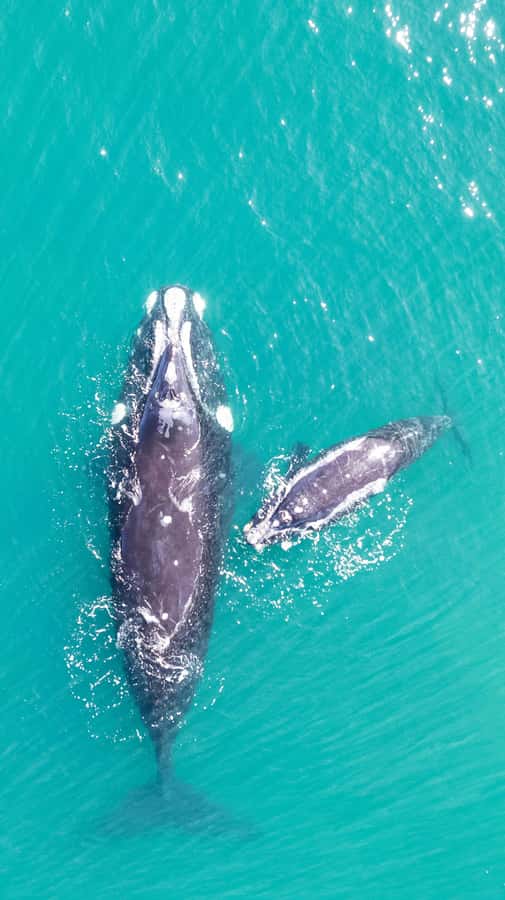 Cape Town: Hermanus Whale Watching Tour - Three hours around Hermanus and the open water