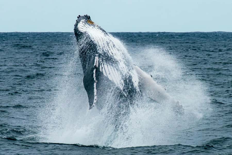 Cape Town: Hermanus Whale Watching Tour - Pickup across Cape Town and the morning drive