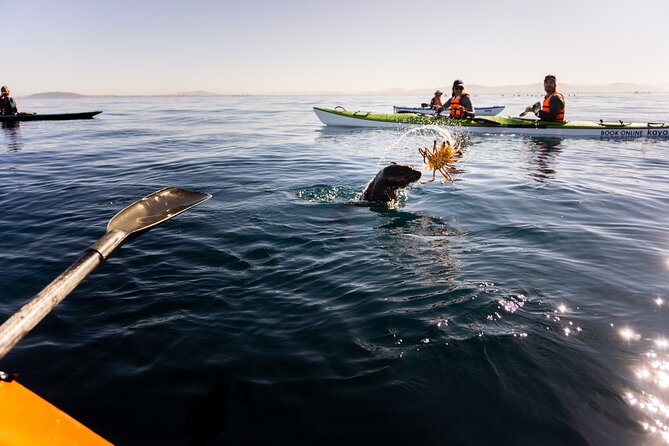 Cape Town Kayak Adventure in Table Mountain Marine Reserve - Weather, fog, and changing departure times
