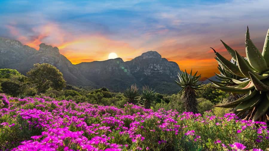 Cape Town: Kirstenbosch Botanical Garden Entry Ticket - Key points to know before you go