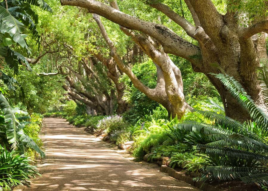 Cape Town: Kirstenbosch Botanical Garden Entry Ticket - Why Kirstenbosch feels different from an ordinary city garden