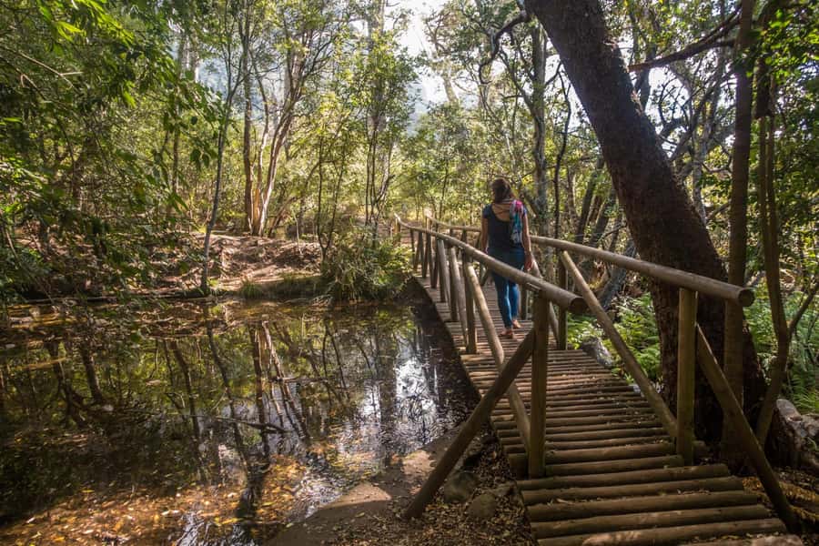 Cape Town: Kirstenbosch Botanical Garden Entry Ticket - Starting with the Boomslang Tree Canopy Walkway