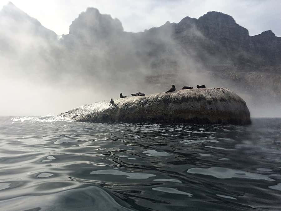 Cape Town: Marine Big 5 Ocean Safari from V&A Waterfront - Key points to know before sailing