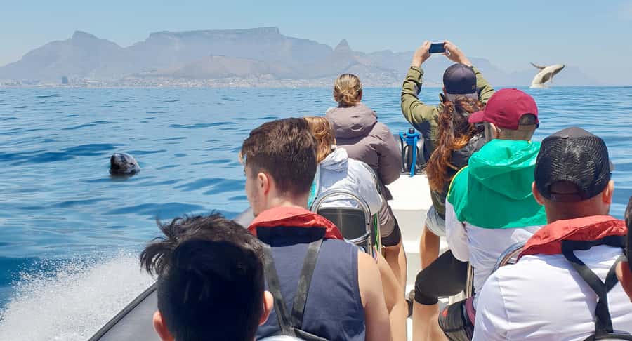 Cape Town: Marine Big 5 Ocean Safari from V&A Waterfront - What this Cape Town ocean safari is really about