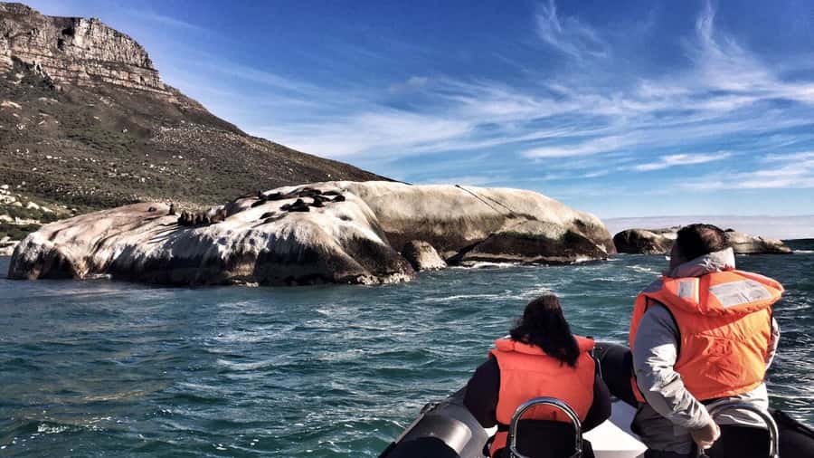 Cape Town: Marine Big 5 Ocean Safari from V&A Waterfront - How much value do you get for $68?