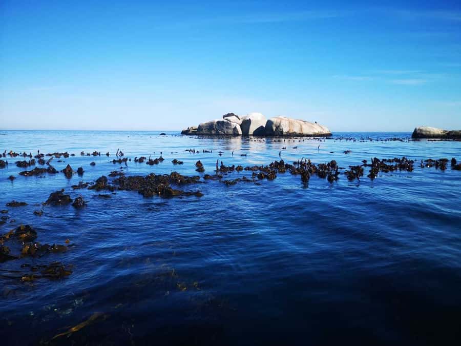 Cape Town: Marine Big 5 Ocean Safari from V&A Waterfront - Who should book this boat trip?