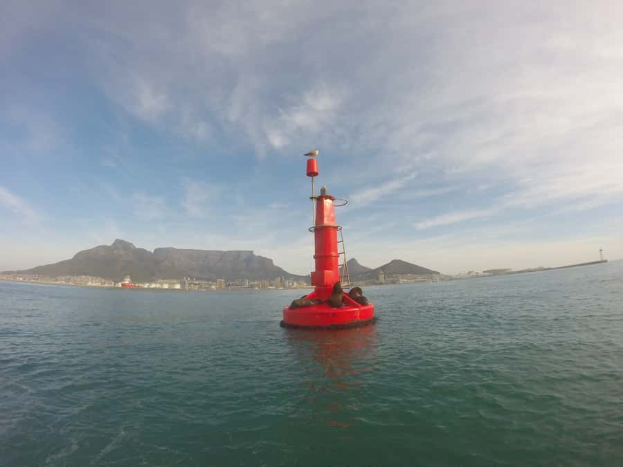 Cape Town: Marine Big 5 Ocean Safari from V&A Waterfront - Practical advice for a better 90 minutes