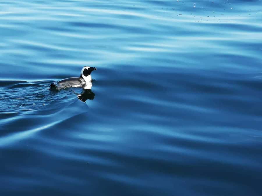Cape Town: Marine Big 5 Ocean Safari from V&A Waterfront - Should you book the Marine Big 5 ocean safari?
