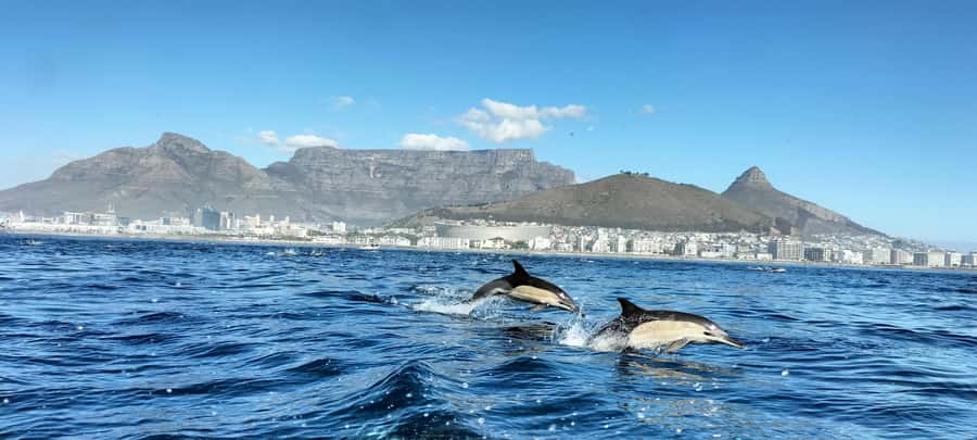 Cape Town: Marine Biologist Led Safari Tour - V&A Waterfront - Meeting at the Marina Swing Bridge