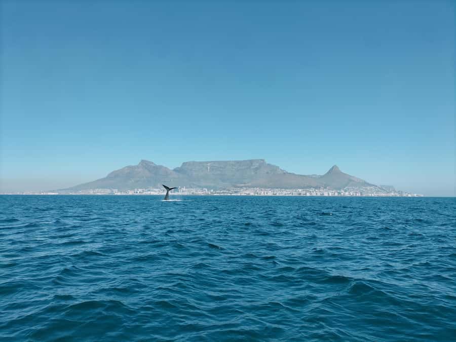 Cape Town: Marine Biologist Led Safari Tour - V&A Waterfront - Dolphins, Penguins and Seals in Table Bay