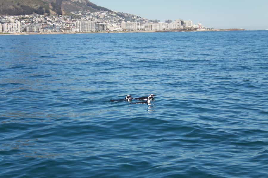 Cape Town: Marine Biologist Led Safari Tour - V&A Waterfront - Whales Are a Lucky Extra