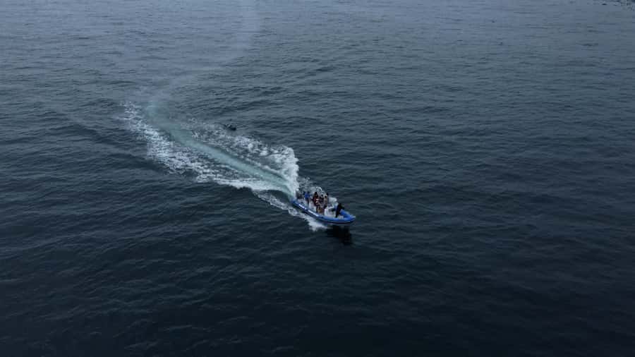 Cape Town: Marine Biologist Led Safari Tour - V&A Waterfront - The Marine Biologist Makes the Difference