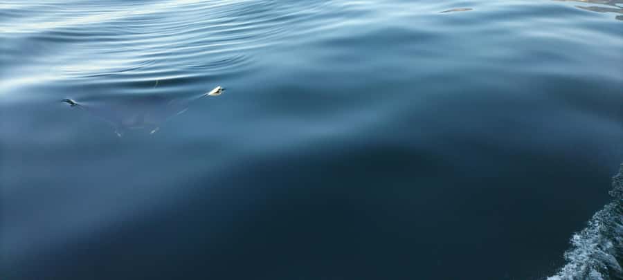 Cape Town: Marine Biologist Led Safari Tour - V&A Waterfront - Is the Small RIB Comfortable?