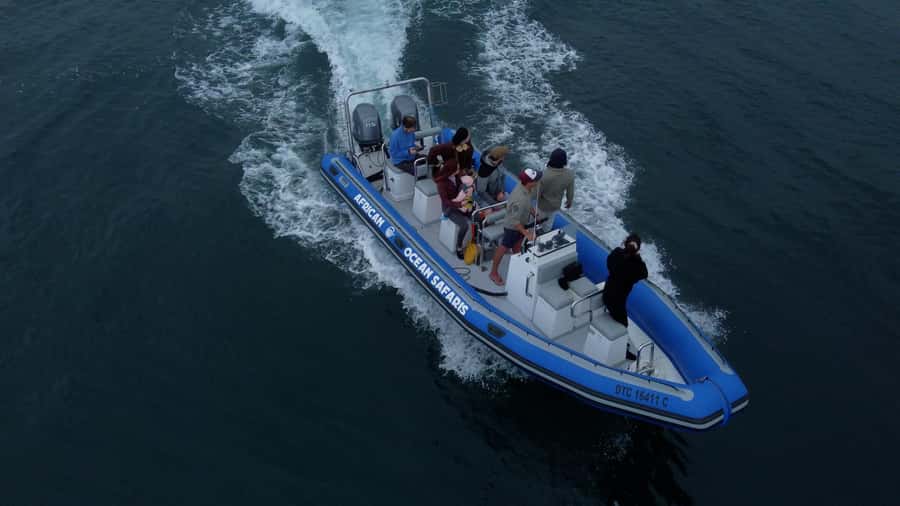 Cape Town: Marine Biologist Led Safari Tour - V&A Waterfront - What the 90 Minutes Actually Feel Like