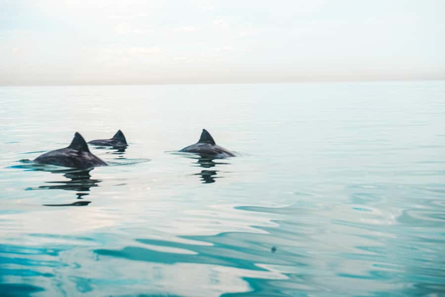 Cape Town: Marine Life Kayak Tour From the V&A Waterfront - Table Bay Views From Water Level