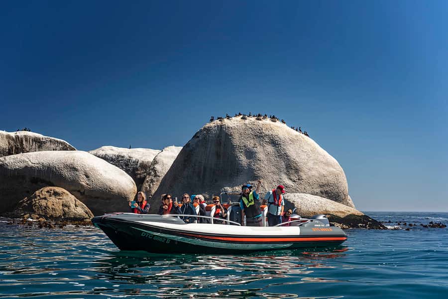Cape Town: Marine Wildlife Tour from the V&A Waterfront - Key points to know before booking