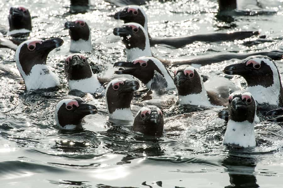 Cape Town: Marine Wildlife Tour from the V&A Waterfront - What this Cape Town marine wildlife tour is really like