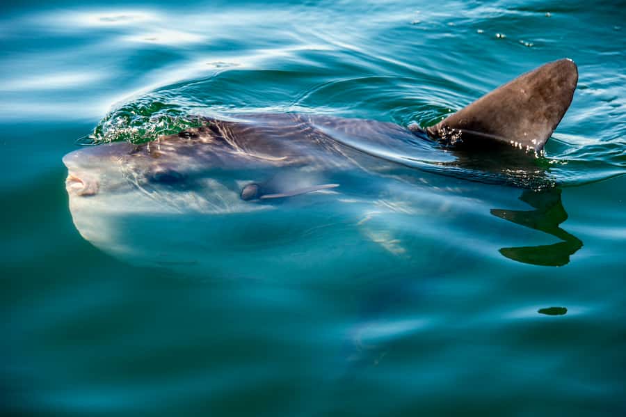 Cape Town: Marine Wildlife Tour from the V&A Waterfront - A fast boat and a close look at Table Bay