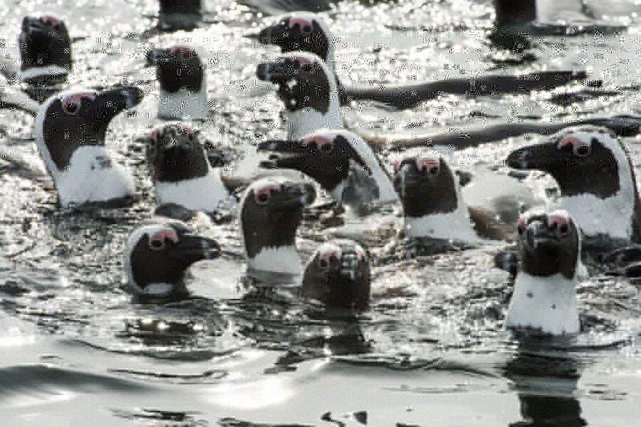 Cape Town: Marine Wildlife Tour from the V&A Waterfront - Wildlife you might see in 90 minutes