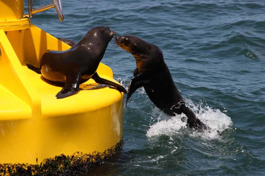 Cape Town: Marine Wildlife Tour from the V&A Waterfront - The views are part of the experience