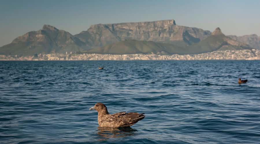 Cape Town: Marine Wildlife Tour from the V&A Waterfront - How the guides shape the trip
