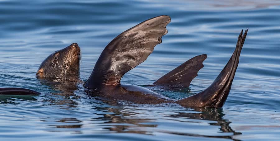 Cape Town: Marine Wildlife Tour from the V&A Waterfront - Is $61 a fair price?