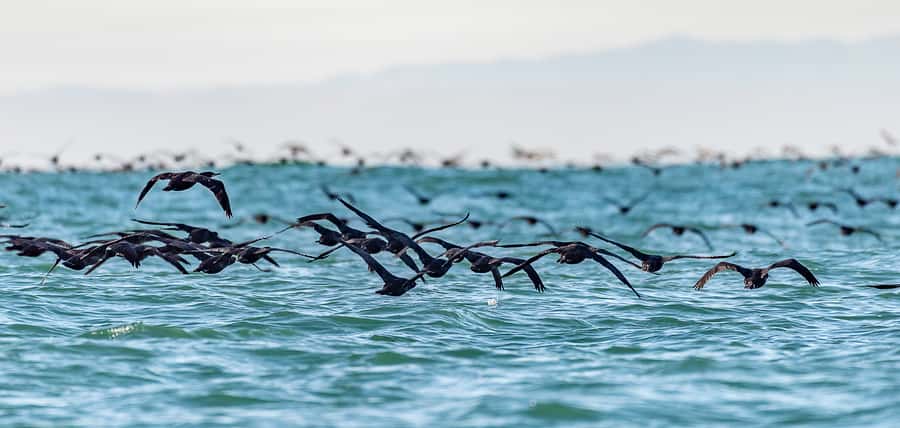 Cape Town: Marine Wildlife Tour from the V&A Waterfront - Book it or choose something else?