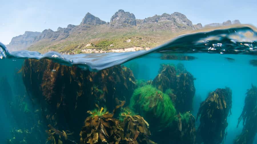 Cape Town: Ocean Safari in Hout Bay - Starting at Animal Ocean in Hout Bay
