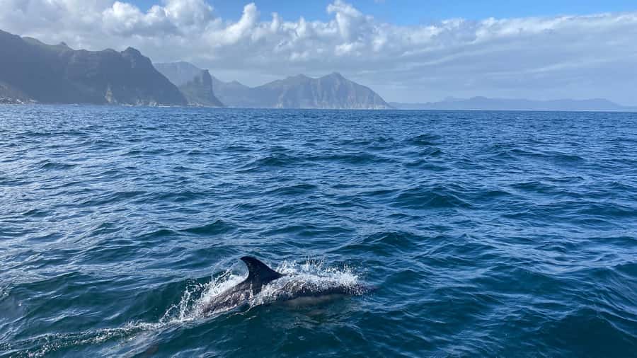 Cape Town: Ocean Safari in Hout Bay - What the $186 price really covers