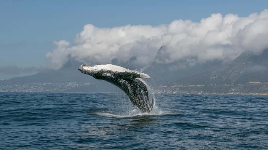 Cape Town: Ocean Safari in Hout Bay - How to make the most of the four hours