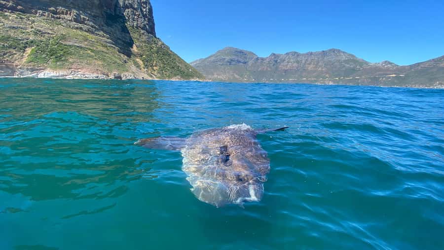 Cape Town: Ocean Safari in Hout Bay - Should you book the Hout Bay Ocean Safari?
