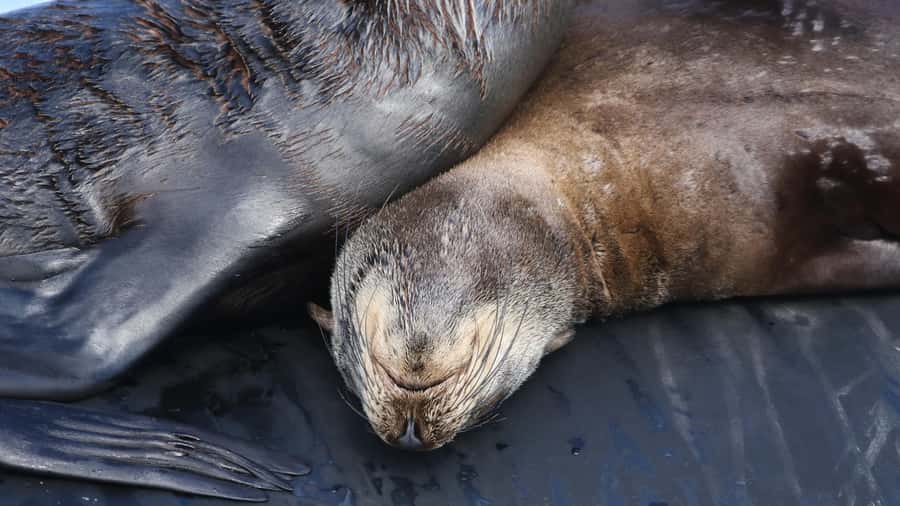 Cape Town: Ocean Safari in Hout Bay - FAQ
