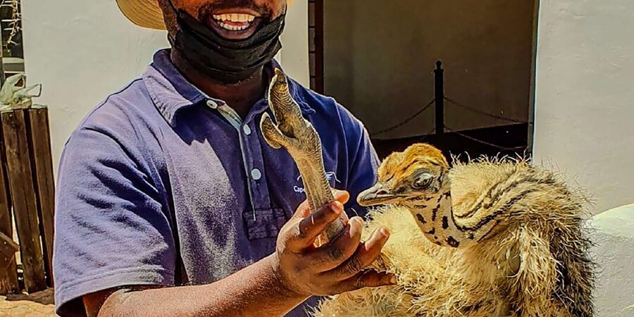 CAPE TOWN: OSTRICH RANCH QUAD BIKE RIDE & OSTRICH TOUR - Should you book this Cape Town ranch outing?