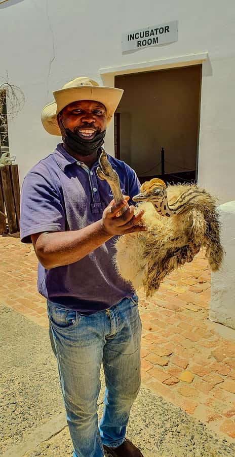 CAPE TOWN: OSTRICH RANCH QUAD BIKE RIDE & OSTRICH TOUR - The Cape Winelands and Table Mountain backdrop