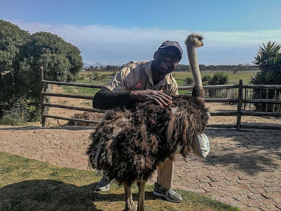 CAPE TOWN: OSTRICH RANCH QUAD BIKE RIDE & OSTRICH TOUR - A family outing with two very different moods