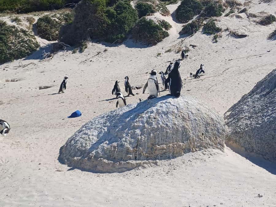 Cape Town: Penguin Watching at Boulders Beach Half Day Tour - Guides can shape the whole five-hour outing