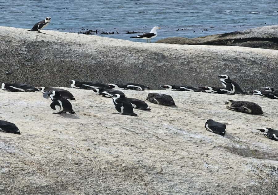 Cape Town: Penguin Watching at Boulders Beach Half Day Tour - Maiden’s Cove begins the scenic ride