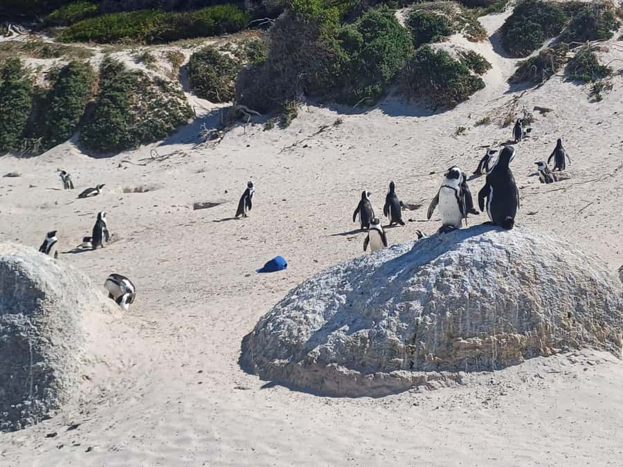 Cape Town: Penguins and Cape of Good Hope Sunset Tour - Returning by Old Cape Road to Signal Hill