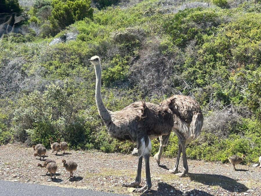 Cape Town: Penguins & Cape of Good Hope Day Tour with Pickup - Boulders Beach and the African penguins