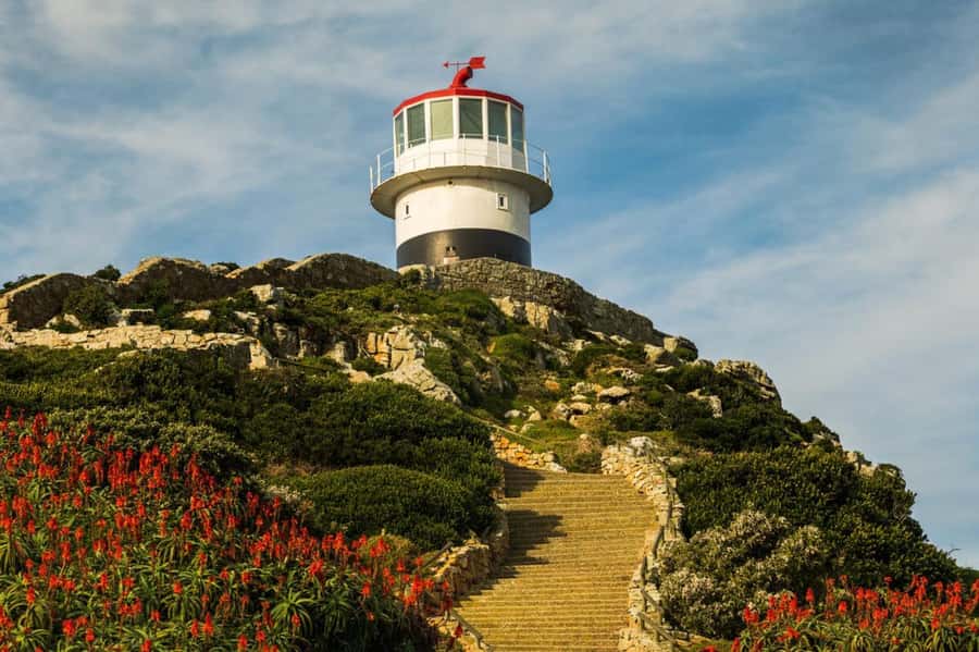 Cape Town: Penguins & Cape of Good Hope Day Tour with Pickup - The real price and what it buys you