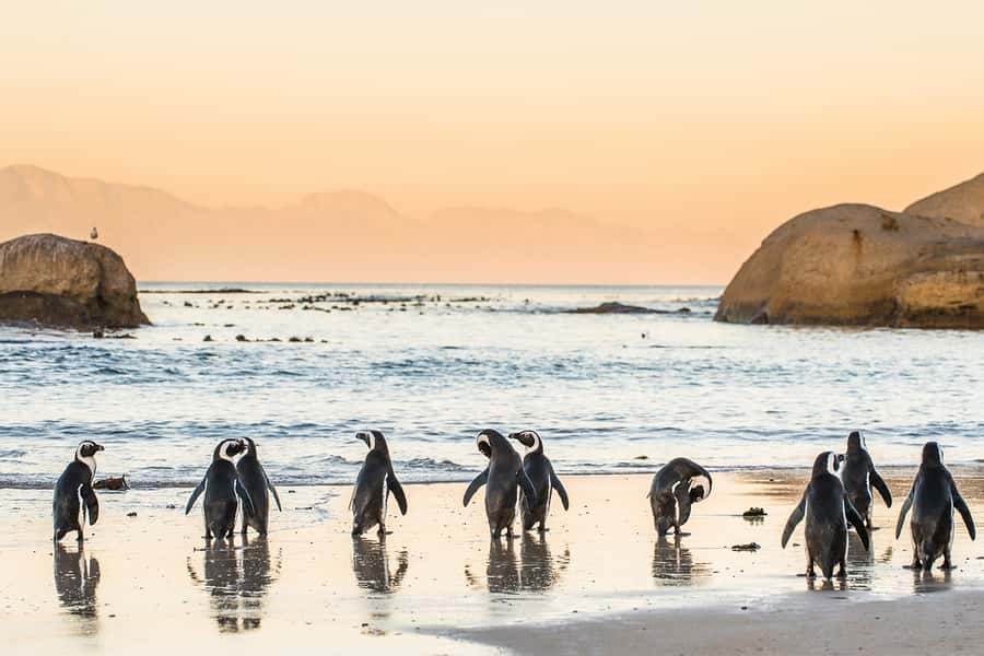 Cape Town: Penguins & Cape of Good Hope Day Tour with Pickup - Morning pickup and the Atlantic Seaboard