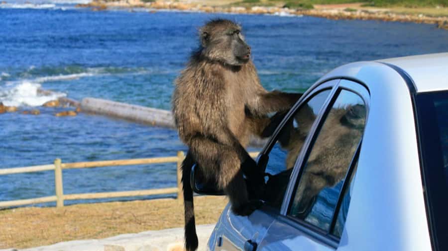 Cape Town: Penguins & Cape of Good Hope Half Day Shared Tour - Key points at a glance