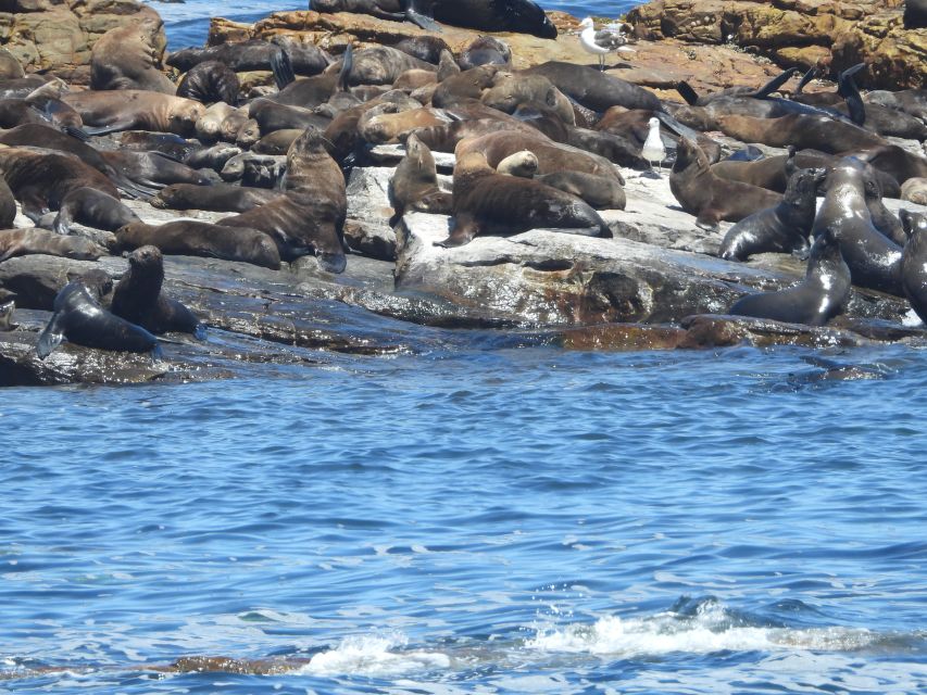 Cape Town: Penguins & Cape of Good Hope Half Day Shared Tour - Cape Point and the lighthouse choice