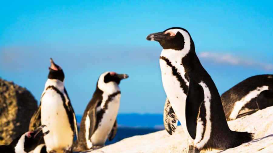 Cape Town: Penguins & Cape of Good Hope Half Day Shared Tour - Guides, driving, and the feel of the day