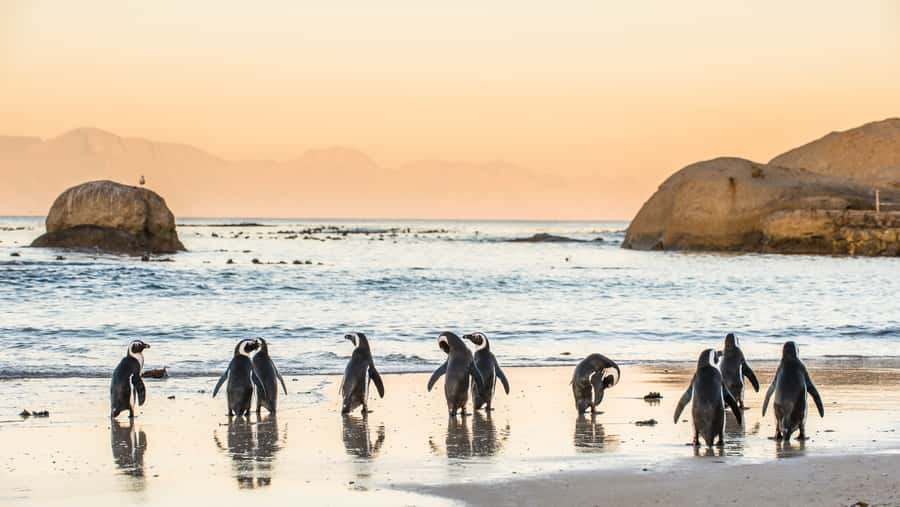 Cape Town: Peninsula, Penguins & Cape of Good Hope Day Tour - Cape of Good Hope: wildlife, cliffs and open water