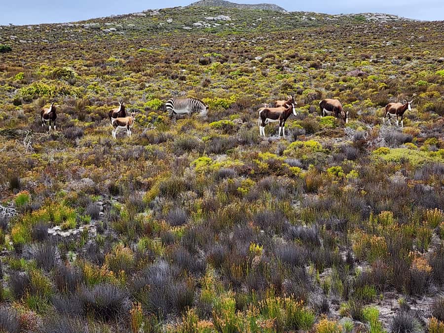 Cape Town: Peninsula, Penguins & Cape of Good Hope Day Tour - Simon’s Town is the practical lunch break